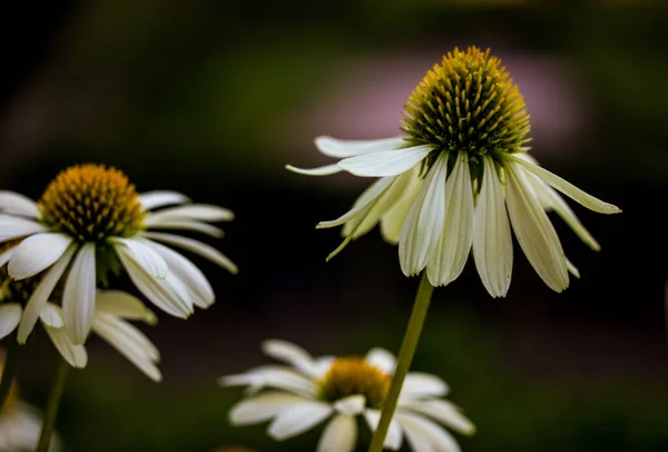 Blooming White Echinacea Purpurea Flowers Summer Botanical Garden Perennial Herbaceous — стокове фото