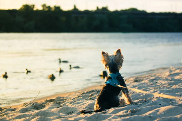 Cute Funny Little Yorkshire Terrier Puppy Sitting River Bank Lake — 图库照片