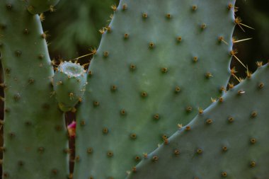 Ripe wild prickly pear cactus with a young nopal sprouting and sharp thorns. Nopal opuntia succulent live plant growing in a desert on a dark green natural background. Cactuses on dark background. 