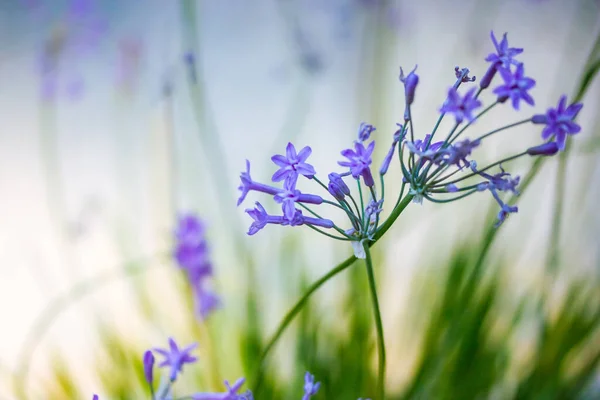 Small Purple Violet Wild Bell Flowers Thin Stem Bloom Spring — стоковое фото