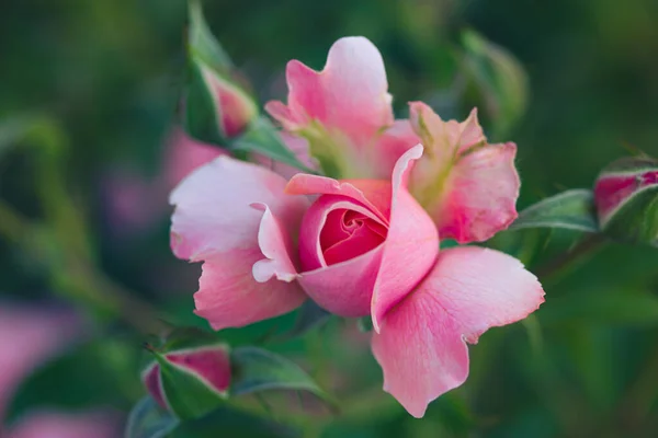 Rosebud Fresh Rose Rose Bush Botanical Garden Park Spring Summer — Stock Photo, Image