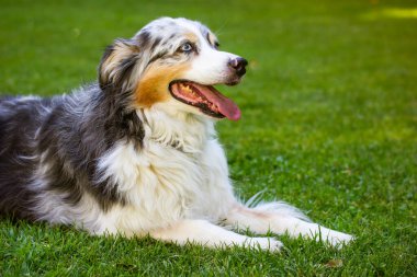 Australian shepherd dog young merle portrait in green park at sunny hot summer day. Beautiful long-haired white dog with dark grey brown spots and blue eyes lying on a green grass. Relaxing canine.