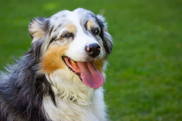 Australian shepherd dog portrait with tongue out in green park at sunny hot summer day. Beautiful long-haired white dog with dark grey brown spots and blue eyes lying on a green grass. Relaxing canine