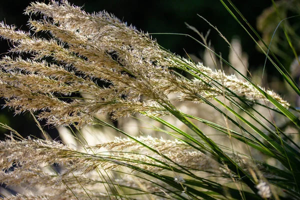 Pampas Grass Dark Green Natural Background Cortaderia Perennial Herbaceous Plant — Stock Photo, Image