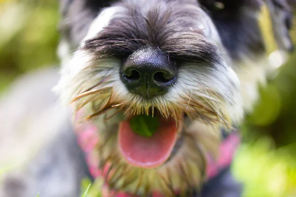 Puppy Zwergschnauzer with open mouth and pink tongue. A dog\'s muzzle close up on a green background. A service, hunting guarding dogs breed Canine animal, pet outdoors in green park woods. Happy doggy