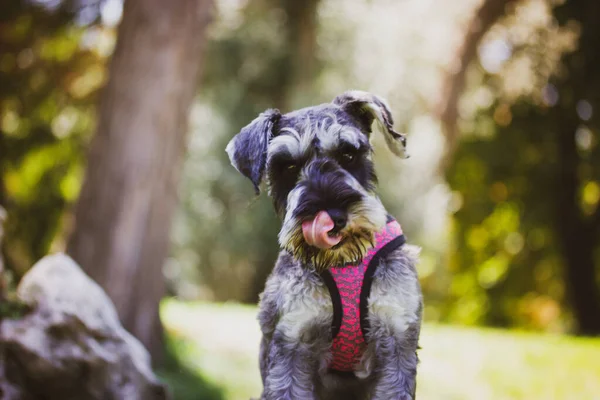 Obedient Puppy Zwergschnauzer Sitting Green Lawn Nature Sunny Day Hunting — Stock Fotó