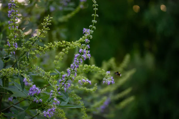 Lavender Purple Flowers Shrub Green Meadow Park Botanical Garden Spring — Foto Stock