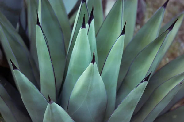 Agave Fernandi Regis Planta Suculenta Cactus Con Largas Hojas Lisas —  Fotos de Stock
