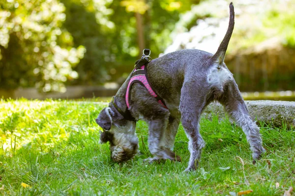 Grey Miniature Zwergschnauzer Puppy Walking Green Lawn Nature Sunny Day — 스톡 사진