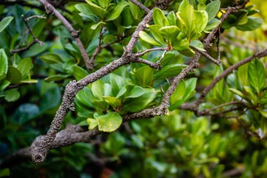 A trunk bark and branches of trees with fresh green foliage. A crown of a deciduous tree. Nature in a nature reserve, park, forest, square in spring or summer. Ecology, nature wallpaper backdrop.