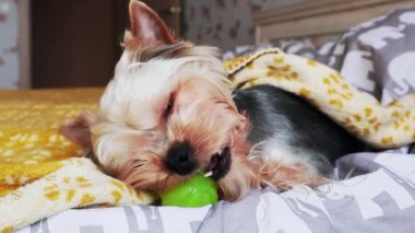 Small cute domestic dog breed Yorkshire Terrier lies under a yellow plaid on a bed, couch playing with a green ball. A little funny lapdog brown long haired dog basking under a blanket chewing on toy.