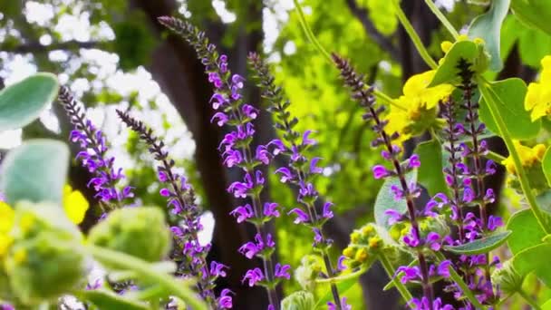 Різні Фіолетові Бузкові Жовті Дикі Квіти Махають Вітрі Ботанічному Саду — стокове відео