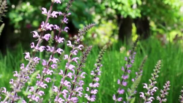 Purple Lilac Wildflowers Waving Wind Botanical Garden Park Forest Woods — Wideo stockowe