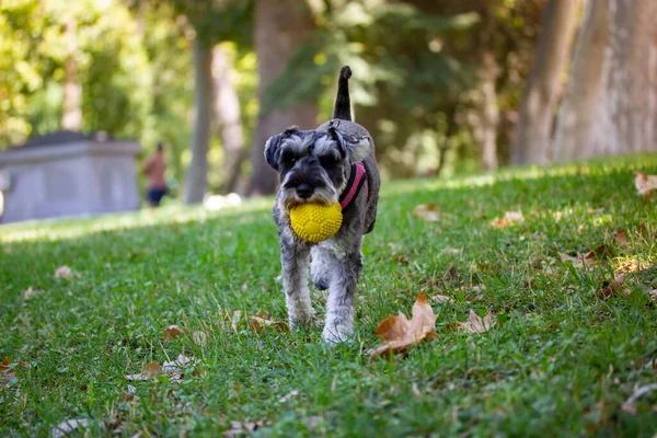 Grey Miniature Zwergschnauzer Puppy Running Yellow Ball Mouth Dog Has — 스톡 사진