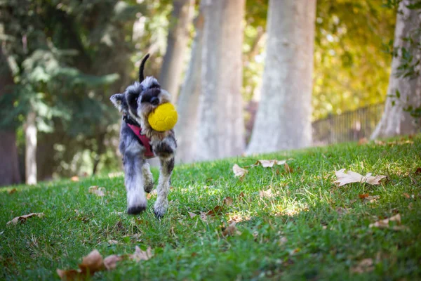 Grey Miniature Zwergschnauzer Puppy Running Yellow Ball Mouth Dog Has — Stock fotografie