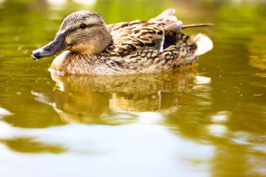 Gölette, nehirde, mavi-kahverengi sularda yüzen kahverengi bir ördek. Tüylü su kuşu. Siyah gagalı şirin bir kuş. Vahşi Mallard, tatlı su kütlesindeki suyun yüzeyine yansıdı.