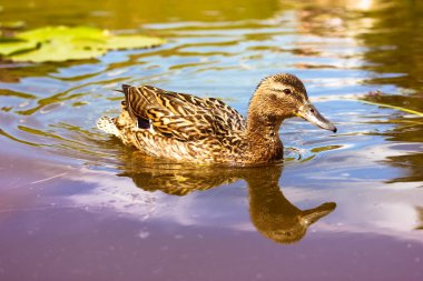 Gölette, nehirde, mavi-kahverengi sularda yüzen kahverengi bir ördek. Tüylü su kuşu. Siyah gagalı şirin bir kuş. Vahşi Mallard, tatlı su kütlesindeki suyun yüzeyine yansıdı.