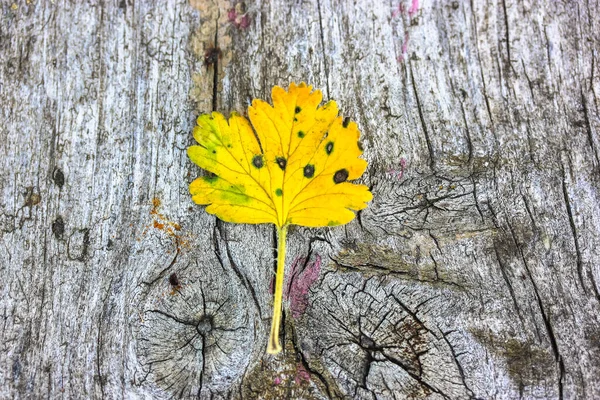 A small yellow currant leaf on a wooden surface background top view. The change of seasons, a transition from summer to autumn, fall season. The leaves change color. Autumnal plants and nature.