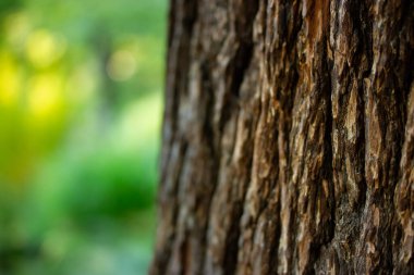 Green forest, park, wood, woodland abstract background. Oak tree dark brown trunk bark texture on blurred natural green blurred background. Nature in summer, spring sunny day. Ecology, nature concept.