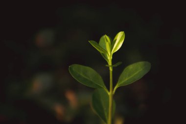 Green branch with round leaves, sprout of a small tree plant on dark background in sunlight. Ecology, nature rebirth concept. Woods, forest, nature reserve, park landscapes. Macro photo of a plant.