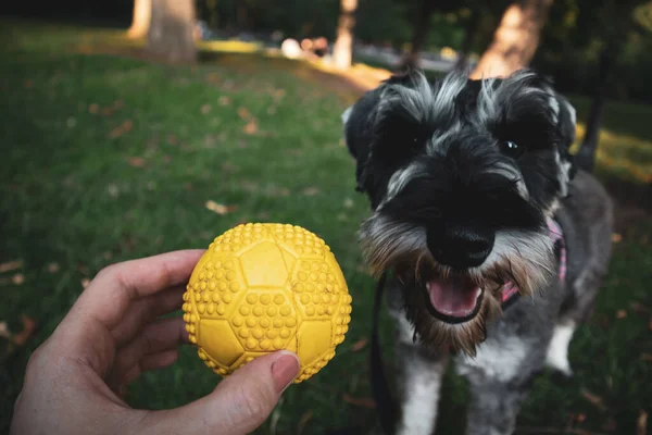 Human plays with grey zwergschnauzer puppy with a yellow ball on a green lawn in summer park on nature. Cute funny playful doggy on a walk. Canine domestic animal, pet in green woods, forest has fun.