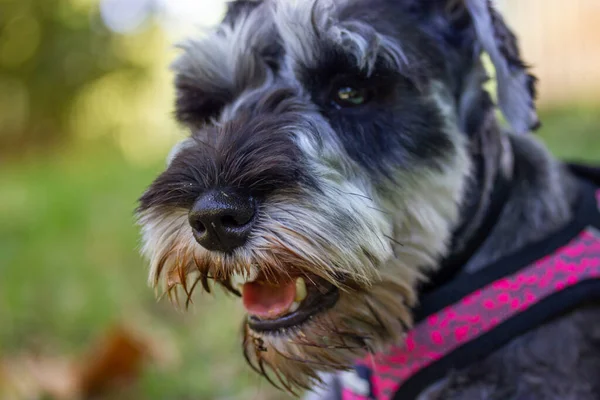 Puppy Zwergschnauzer with open mouth and pink tongue. A dog\'s muzzle close up on a green background. A service, hunting guarding dogs breed Canine animal, pet outdoors in green park woods. Happy doggy