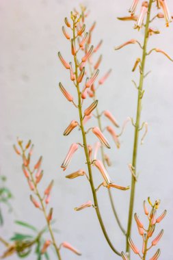 Somaliensis aloe pink blooming flowers against white wall. Beautiful rare exotic blooms. Vertical floral postcard. A delicate flower in a botanical garden. Somalian Aloe perennial evergreen succulent.