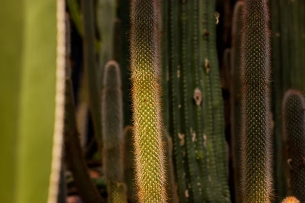 Various Long Tall Cactuses Glasshouse Plantation Dark Green Background Cacti — ストック写真