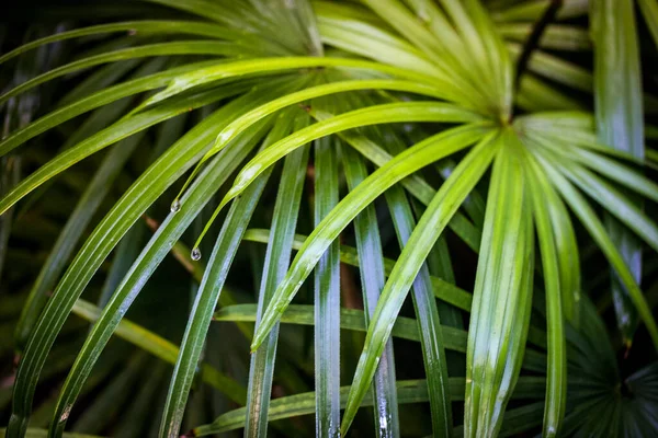 Juicy Green Palm Leaves Water Droplets Rain Watering Tropical Palm — Fotografia de Stock
