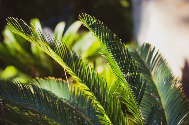 Cycas taiwaniana palm trees and bushes in a tropical botanical garden in summer, spring sunny day. Lush green exotic vegetation in the shadow of a rainforest, forest, wood, woods, national reserve. 