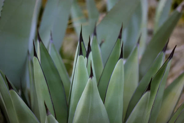 Agave Fernandi Regis Suculenta Planta Cacto Com Folhas Lisas Longas — Fotografia de Stock