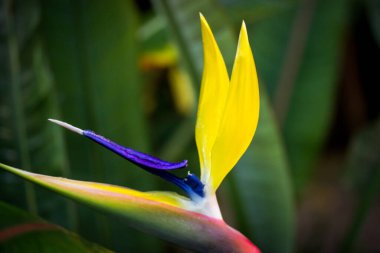 Strelitzia juncea close up. A yellow exotic tropical flower of the family Strelitziaceae in the wild of South Africa. Bird of paradise blossoming plant in botanical garden, tropical forest, woods. 