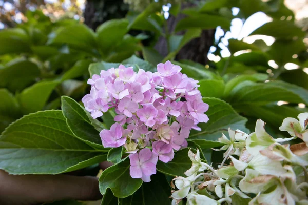 Pink Hydrangea Blooms Botanical Garden Spring Summer Day Shrub Beautiful — Stock Photo, Image