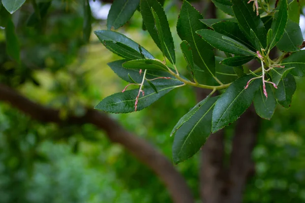 Deciduous tree with green foliage in a spring or summer botanical garden, park, orchard, nature reserve. Growing fruit trees. Tree trunk and branches on blurred natural background. A citrus fruit tree