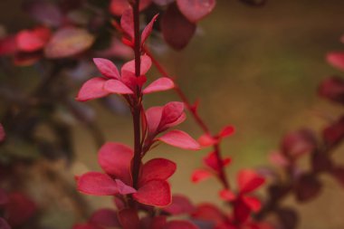 A shrub, a bush with red round small leaves on the branches grows in an autumn botanical garden. Landscape design. Colorful autumnal fall season foliage in a park, woods. Macro photo red foliage.