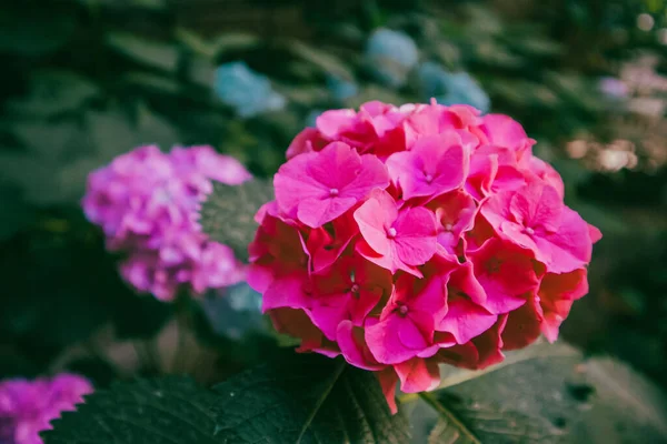 Рожева Гортензія Квітучих Кущах Саду Серед Темно Зеленого Листя Літні — стокове фото