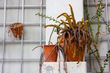 Cacti in brown clay pots against white concrete wall in the interior. Growing plants in botanical garden, greenhouse, greenhouse. Desert plants in the interior. Cactuses, succulents in poor condition.