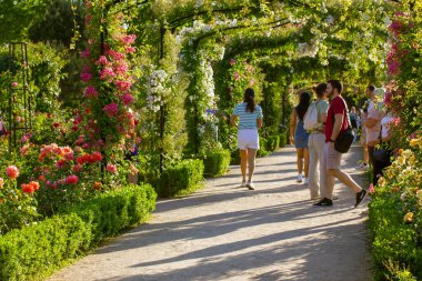 Madrid, Spain. July 1, 2022. People walk in the botanical garden among the blooming rose bushes. A walk in the rose garden on a summer day. Arch, tunnel of green plants and summer blossoming flowers.