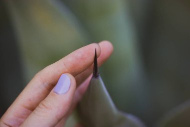 A huge long black sharp prickly thorn of Agave fernandi regis in a woman's hand on green natural background. Succulent, cactus dangerous desert plants grows in Mexico. Agave plantation. Tequila leaves