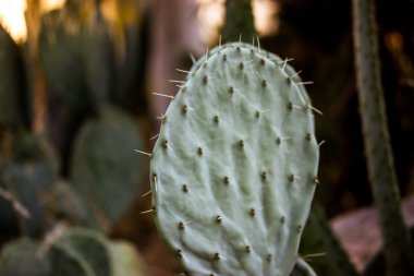 A huge long black sharp prickly thorn of Agave fernandi regis in a woman's hand on green natural background. Succulent, cactus dangerous desert plants grows in Mexico. Agave plantation. Tequila leaves
