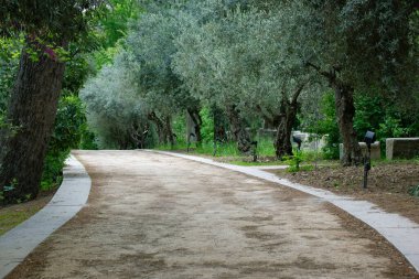 A deserted, empty, wide pathway around the corner beyond the horizon. The path in the garden goes into the distance. A path among the green deciduous trees in the orchard. Olive trees in gloomy day.
