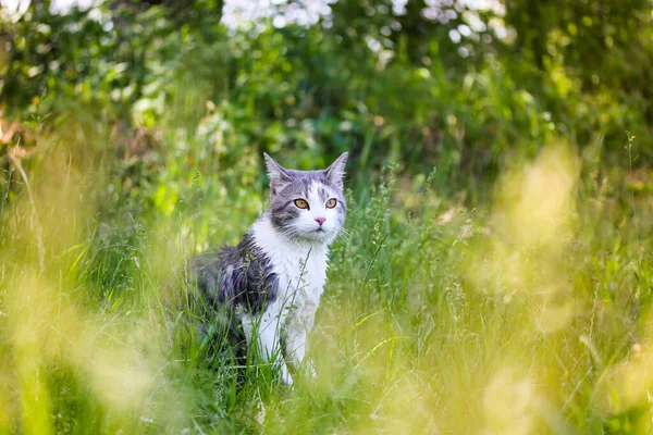 Tabby bicolor white and gray hunter cat with yellow eyes sitting in high green grass in spring garden. Feline outdoors in nature at sunny summer day. Kat, gato, katt, gato, kot kissa. Feline on a lawn