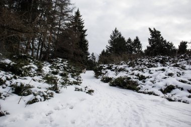 A beautiful winter landscape. Snow-covered ground, shrubs in December, January, February in a pine forest, coniferous park, nature reserve. First snow on a cold gloomy winter day. Overcast weather.