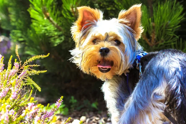 Hauska Söpö Pikku Yorkshire Terrier Koira Seisoo Puistossa Kielensä Ulos — kuvapankkivalokuva