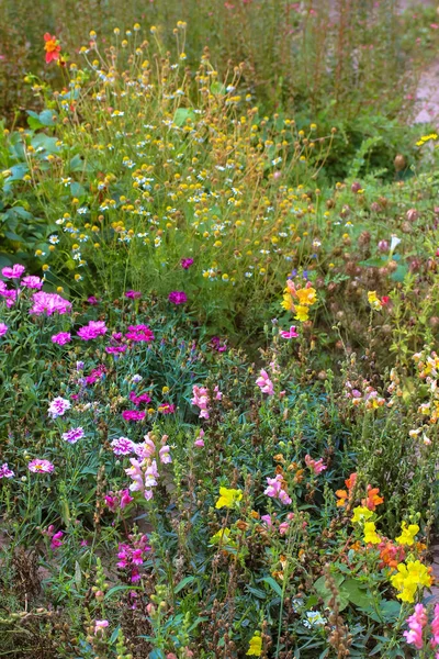 Autumnal Botanical Garden Various Multicolored Flowers Blooming Park Flowerbed Sunny — стоковое фото