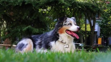 Australian shepherd dog young merle portrait in green park at sunny hot summer day. Beautiful long-haired white dog with dark grey brown spots and blue eyes lying on a green grass. Relaxing canine.