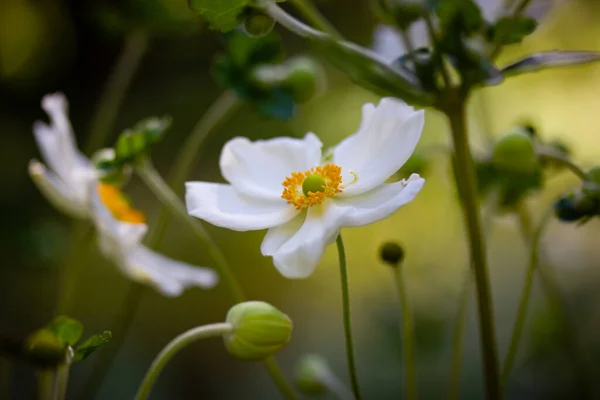White Japanese Anemones Green Natural Background Growing Hybrid Plants Botanical — стоковое фото