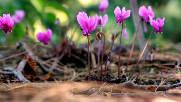 Rosa Blühende Blüten Zwischen Grünen Blättern Des Oleanderbaums Strauch Nerium — Stockvideo