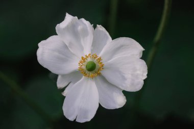 White Japanese anemones on a green natural background. Growing hybrid plants in a botanical garden. Flowering of summer and fall plants. Macro photos of nature. Honorine jobert anemone flower close up