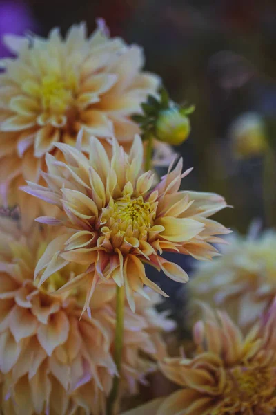 Creamy yellow chrysanthemums in an autumn park. Seasonal flowers growing in late summer - early fall. Frost-resistant plants in botanical garden. Vertical backdrop of beautiful buds with long petals.